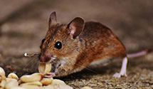 24 Hour & Emergency Exterminators in Inman, NE